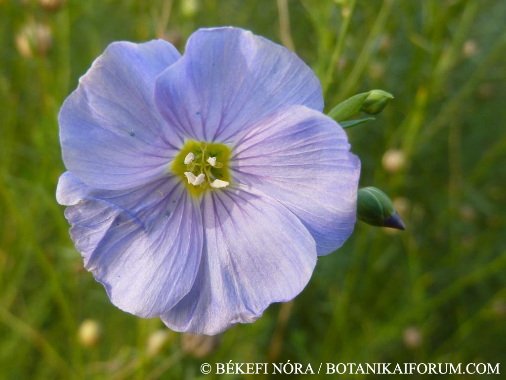 Linum perenne L.