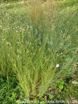 Linum perenne L. 2.Image