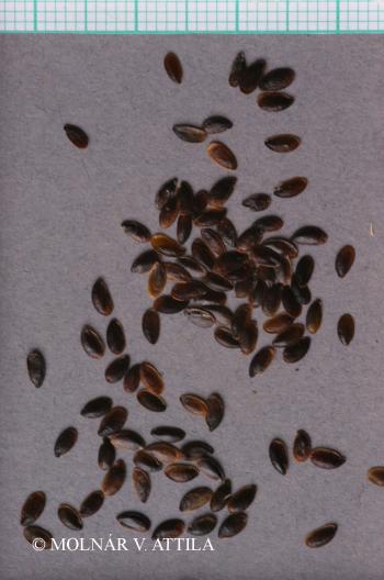 Linum perenne L. 3.Image