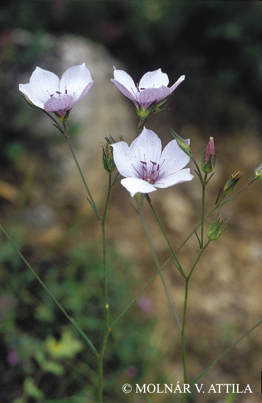 Linum tenuifolium L.
