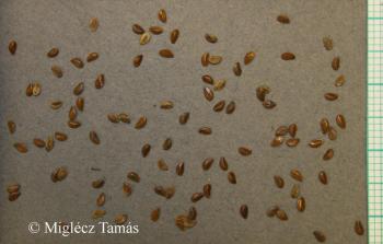 Linum tenuifolium L. 4.Kép