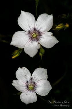 Linum tenuifolium L. 2.Kép