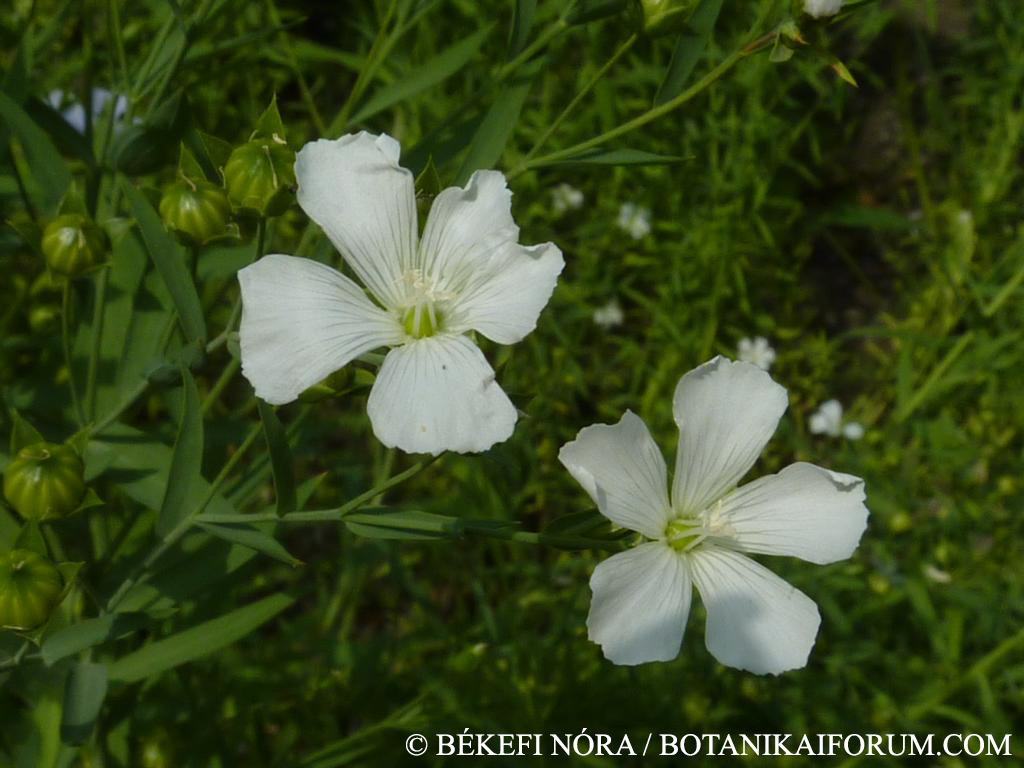 Linum usitatissimum L.