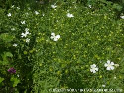 Linum usitatissimum L. 2.Kép