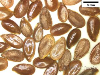 Linum usitatissimum L. 3.Kép