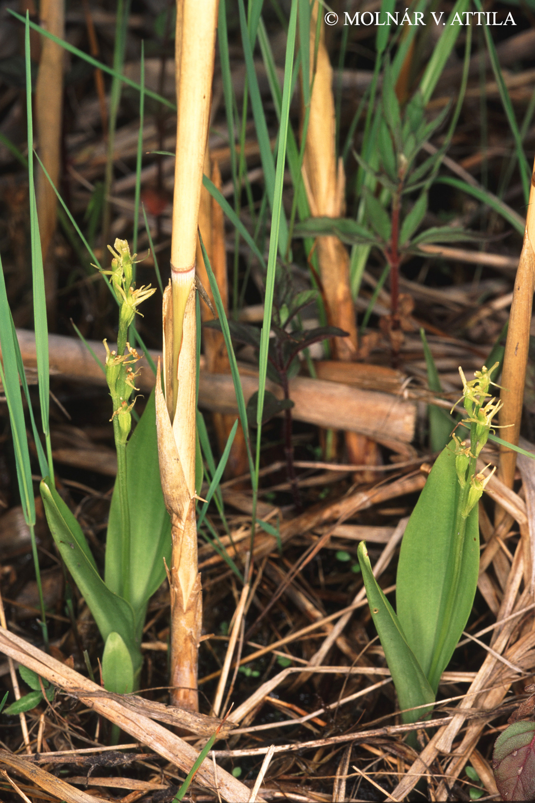 Liparis loeselii (L.) Rich.