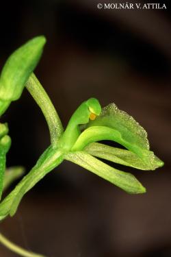Liparis loeselii (L.) Rich. 2.Image