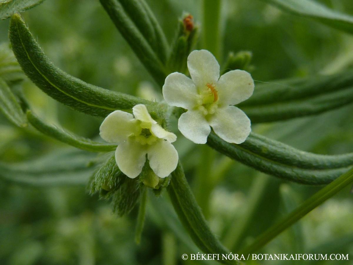 Lithospermum officinale L.