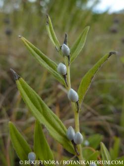 Lithospermum officinale L. 2.Image