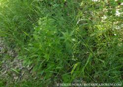 Lithospermum officinale L. 3.Image