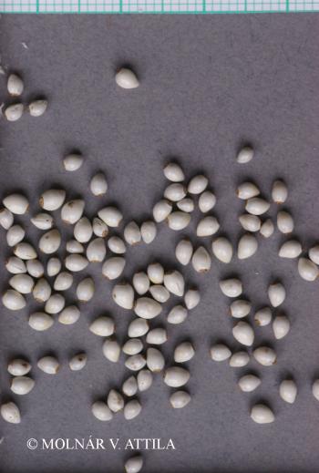 Lithospermum officinale L. 4.Image