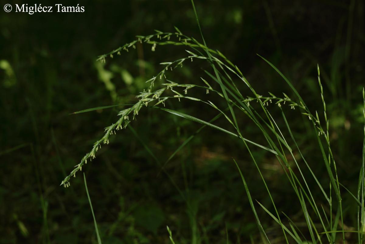 Lolium perenne L.
