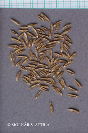 Lolium perenne L. 2.Image
