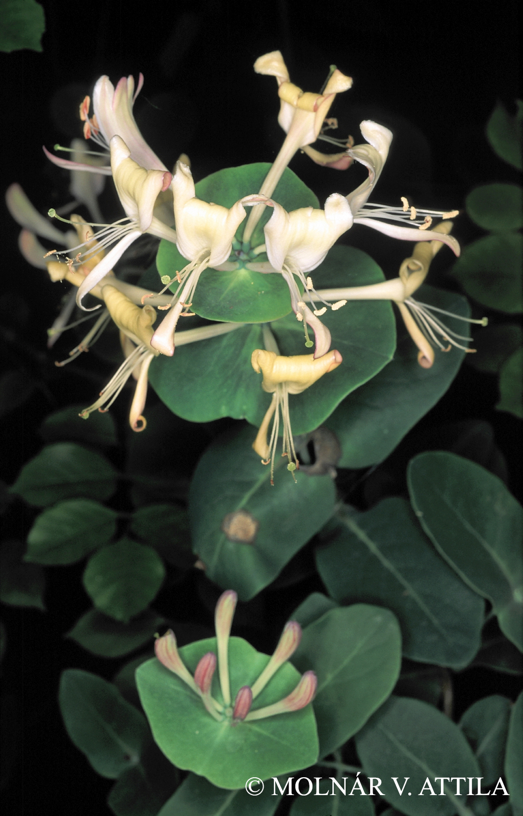 Lonicera caprifolium L.