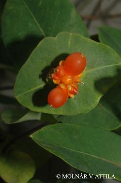 Lonicera caprifolium L. 2.Image
