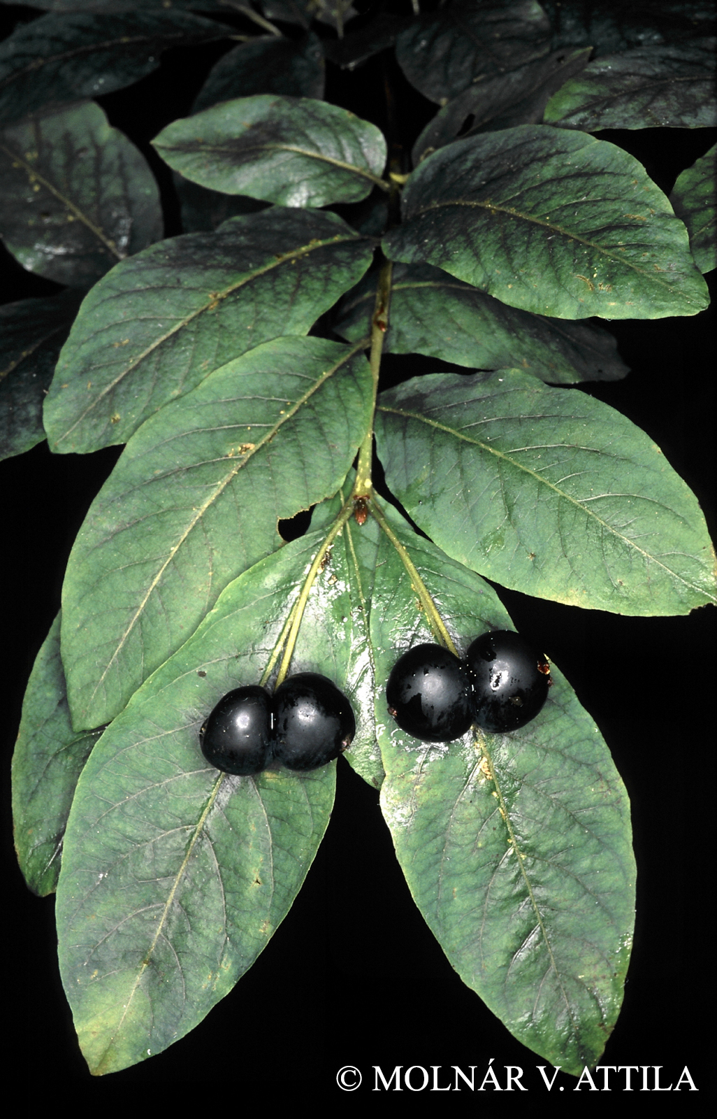 Lonicera nigra L.