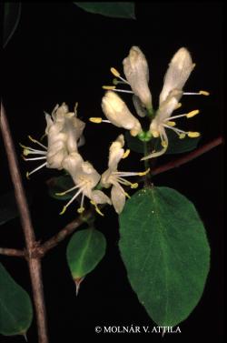 Lonicera nigra L. 2.Image