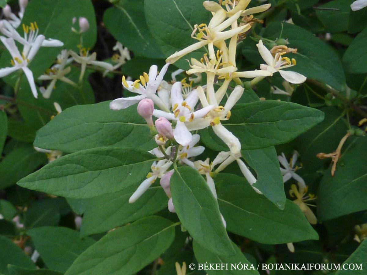 Lonicera tatarica L.