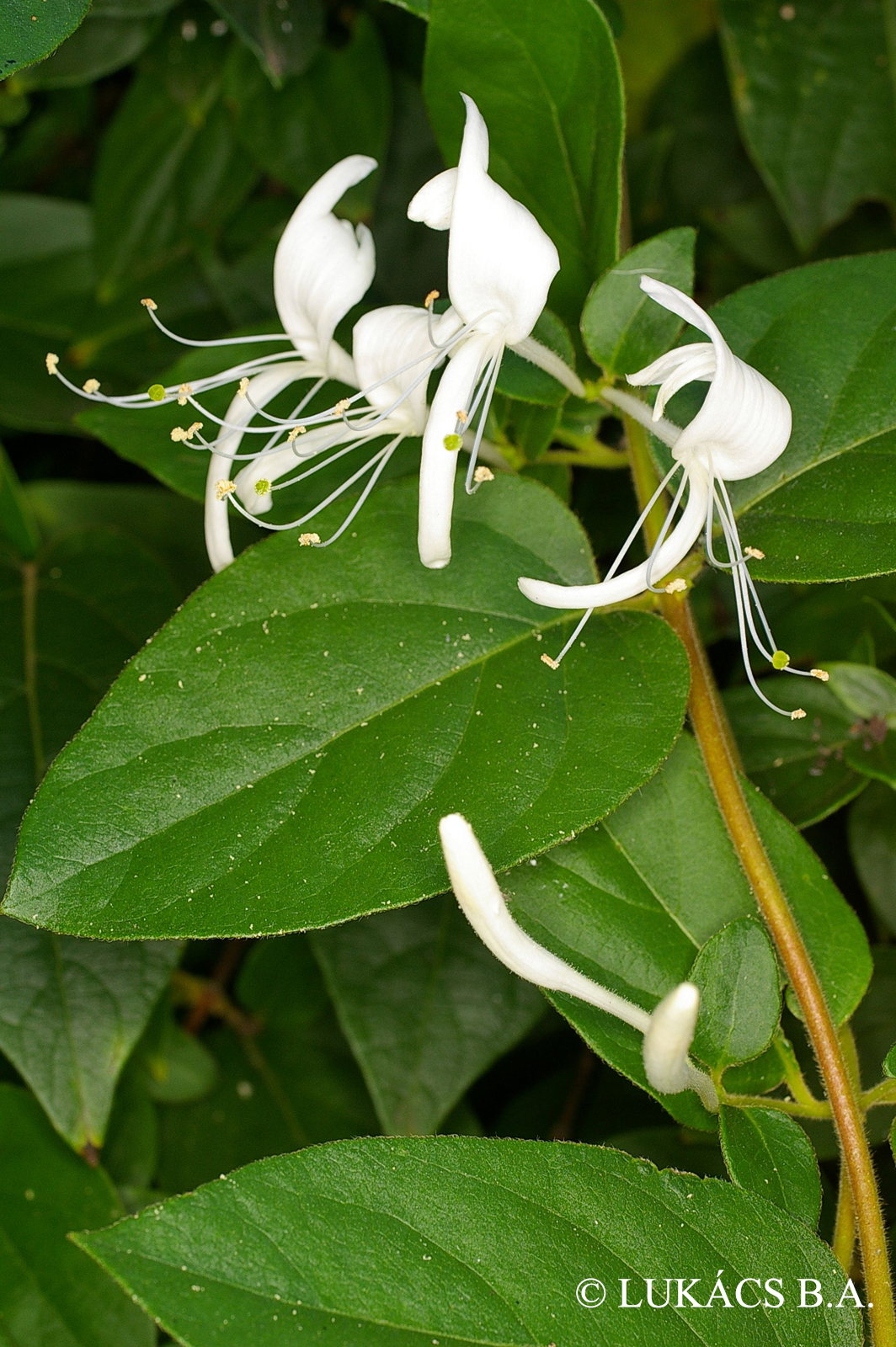Lonicera xylosteum L.