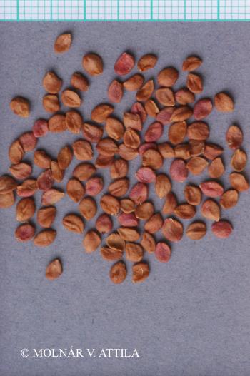 Lonicera xylosteum L. 2.Image