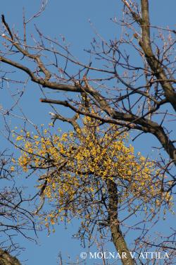 Loranthus europaeus Jacq. 2.Image