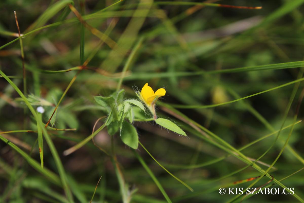 Lotus angustissimus L.