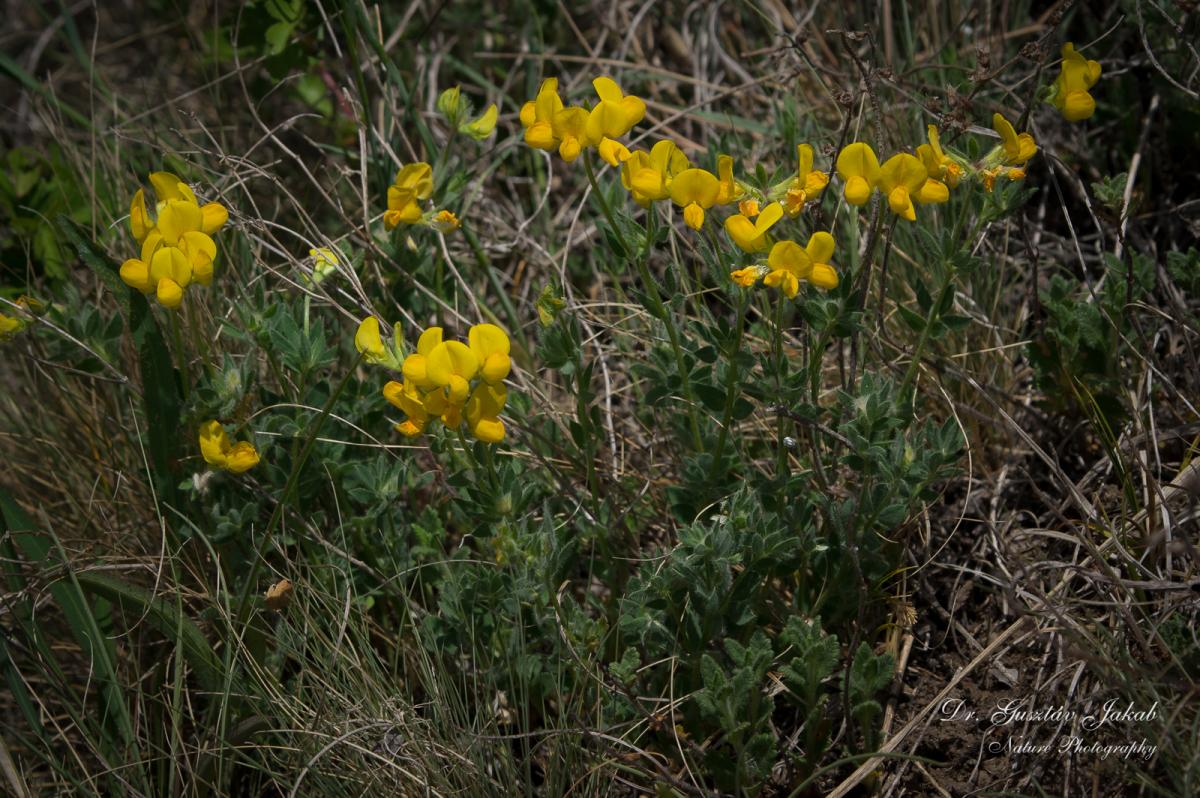 Lotus borbasii Ujhelyi
