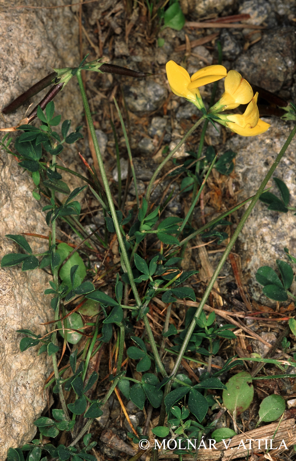Lotus corniculatus L.