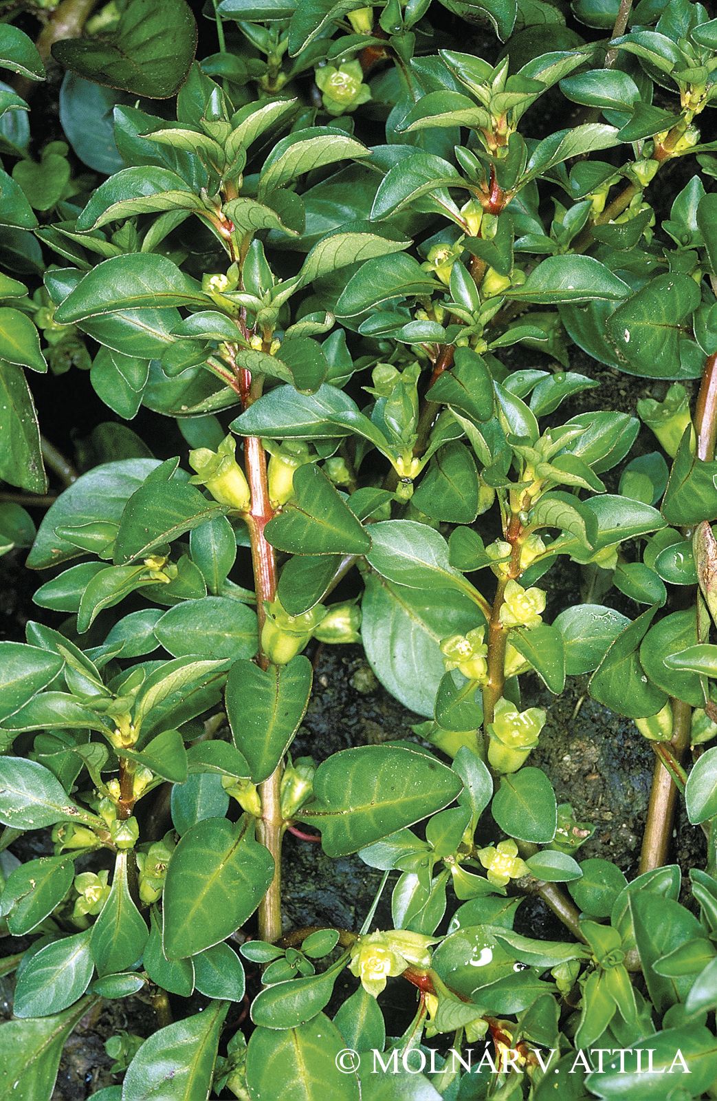 Ludwigia palustris (L.) Elliott