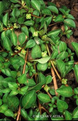 Ludwigia palustris (L.) Elliott 2.Image