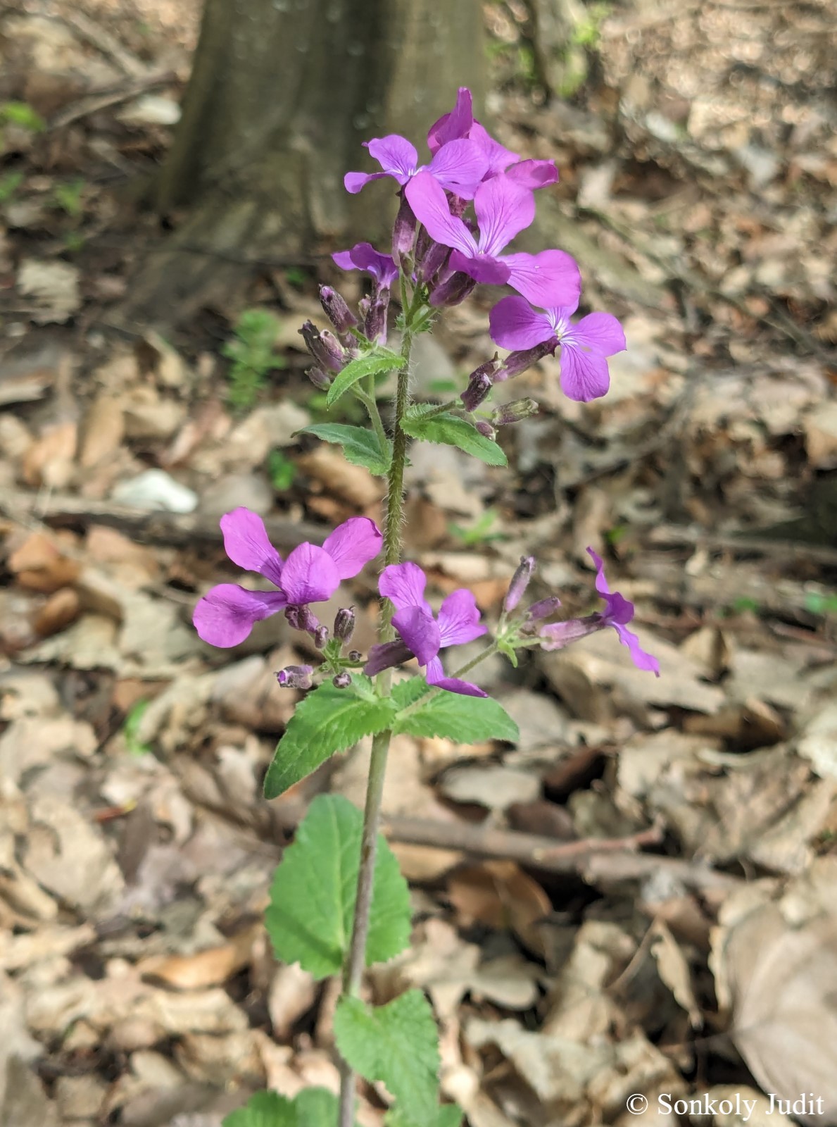 Lunaria annua L.