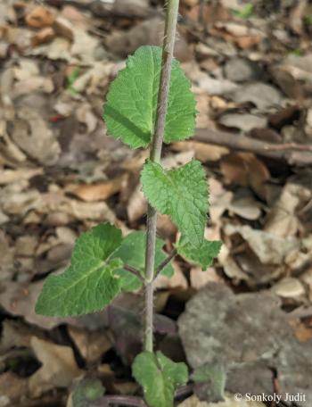 Lunaria annua L. 2.Image
