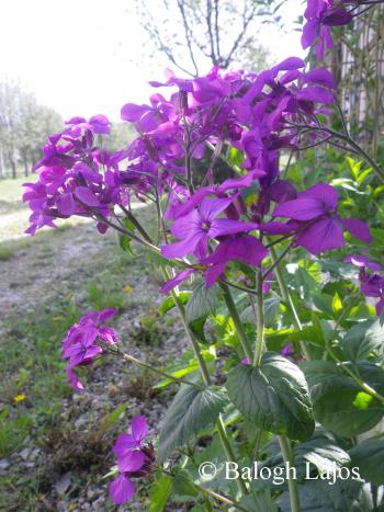Lunaria annua L. 4.Image
