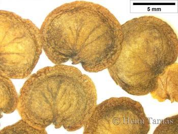 Lunaria annua L. 3.Image