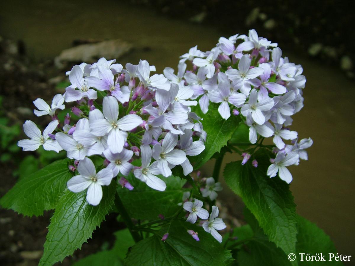 Lunaria rediviva L.