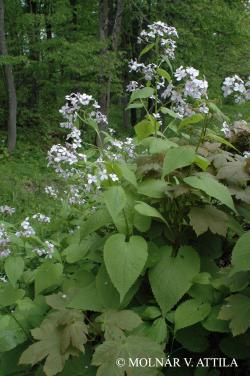 Lunaria rediviva L. 2.Image