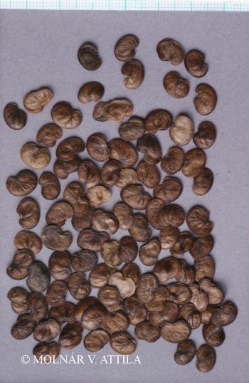 Lunaria rediviva L. 4.Image
