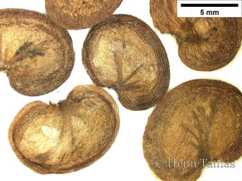 Lunaria rediviva L. 3.Image