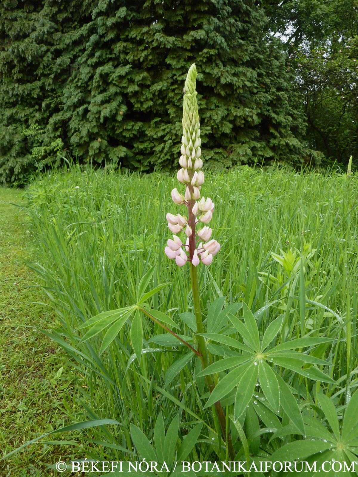 Lupinus polyphyllus Lindl.