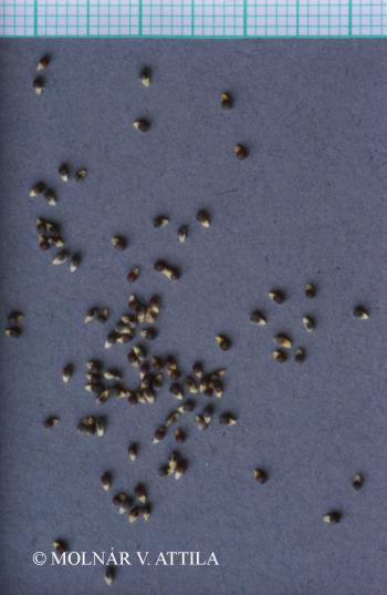 Luzula campestris agg. 2.Image