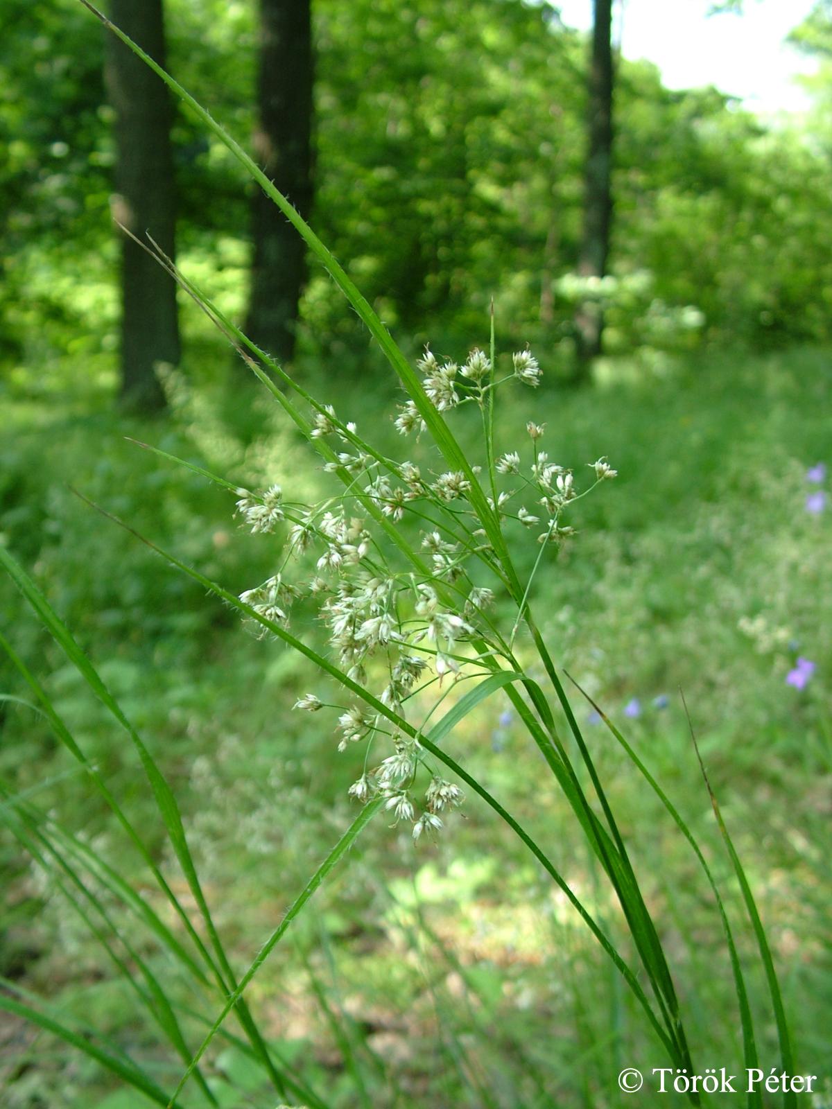Luzula luzuloides (Lam.) Dandy et Wilmott
