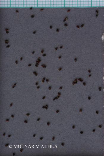 Luzula luzuloides (Lam.) Dandy et Wilmott 2.Image