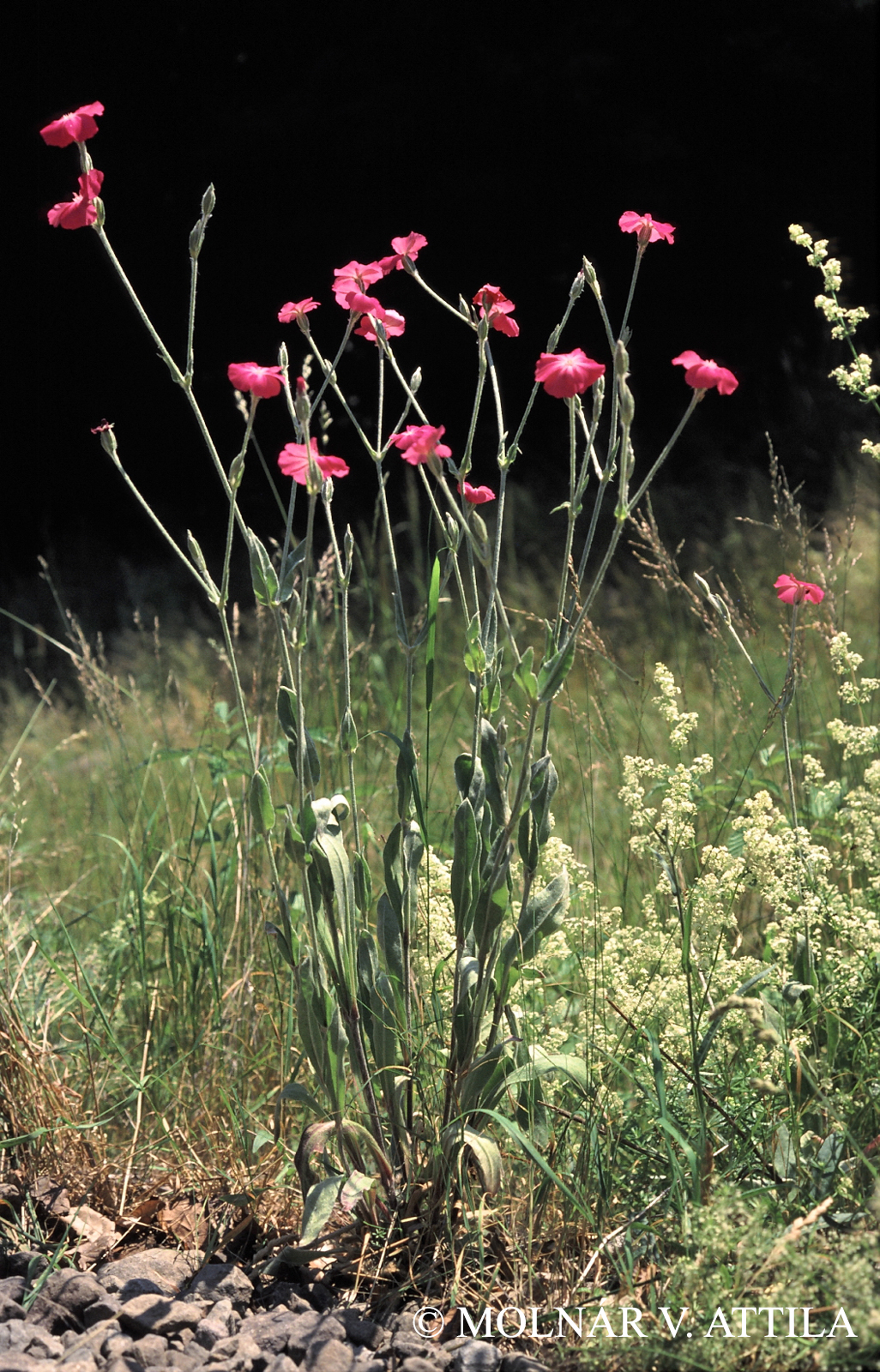 Lychnis coronaria (L.) Desr.