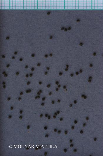 Lychnis coronaria (L.) Desr. 2.Image