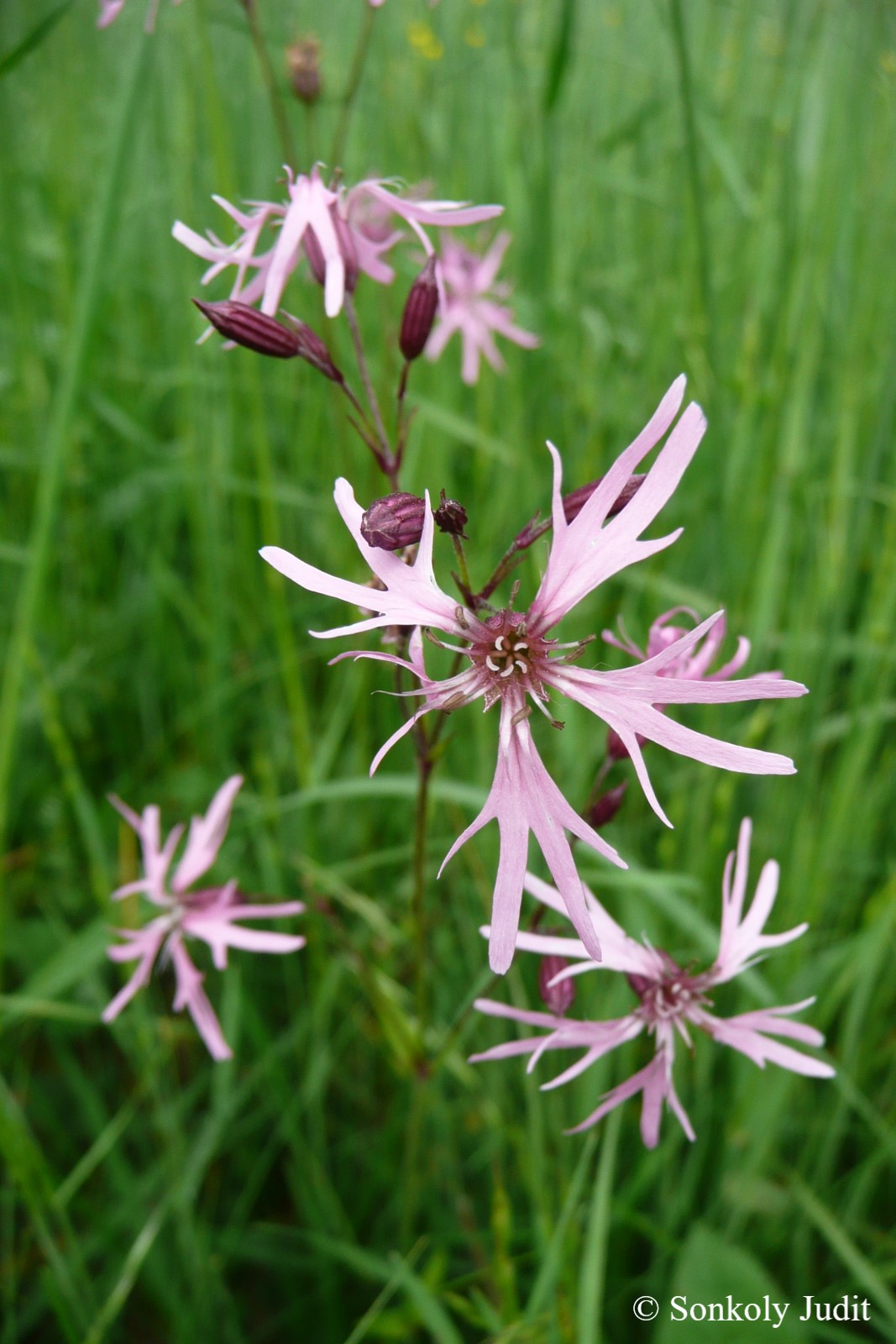 Lychnis flos-cuculi L.