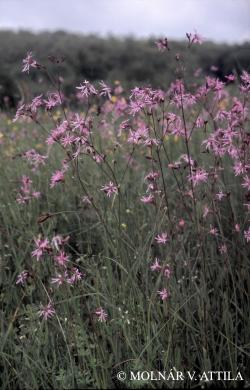 Lychnis flos-cuculi L. 2.Image