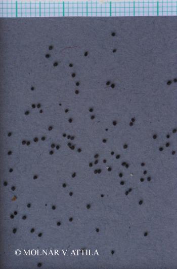 Lychnis flos-cuculi L. 3.Image