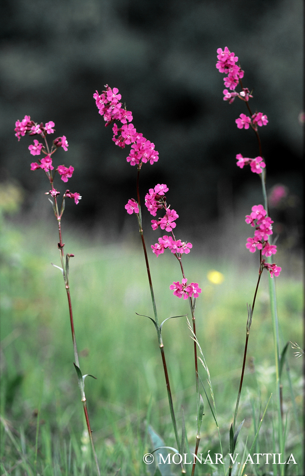 Lychnis viscaria L.
