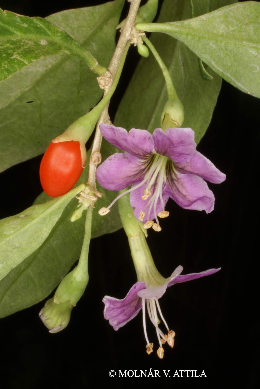 Lycium barbarum L.