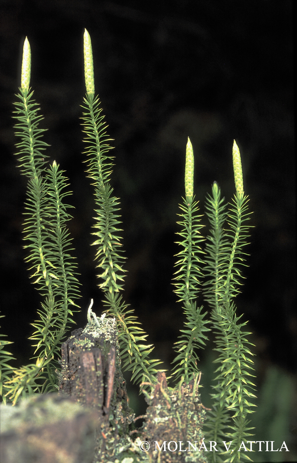 Lycopodium annotinum L.